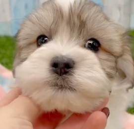 Havachon Puppies For Sale - Lone Star Pups